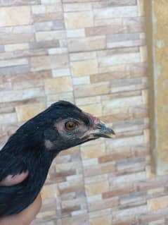 Aseel Thai | aseel  |thai  murghi |aseel hen| breeder hens