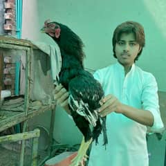 Pure kala nawab aseel murgha for sale old breed.