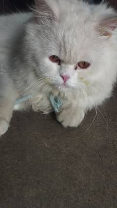 persian cat for sale