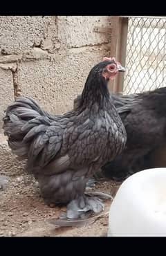 Bantam