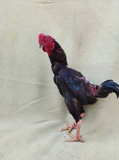 KO shyamu zero size quality Bird 2 mail available