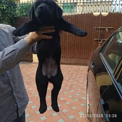 Extreme Quality Pedigree Labrador Female Puppy