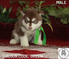 Alaskan malamute puppies Copper colour