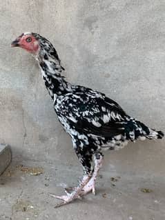 aseel hen female  age 7 month  start the eggs