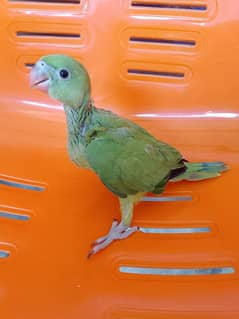 green ringneck home breed