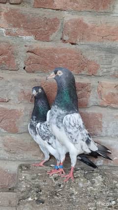 Royal teddy, zakh and wehshi pigeons