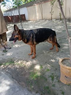 German Shepherd Female For Sale