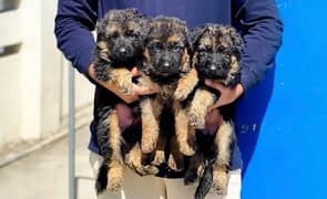 german shepherd / German shepherd puppies  / puppy / GSD pup