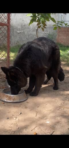 German shepherd Female Pup