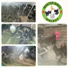 Australorp| English game| Splash bentom |chicks |hens |murgha | murghi