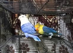 Love Birds Breeder Pairs with DNA certificate