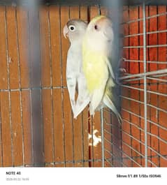 albino, love bird, pair