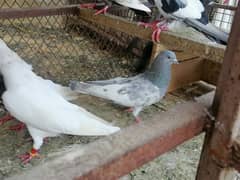 Mix Pigeons Kabli and Gola