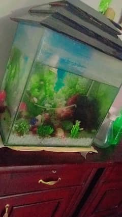 aquarium for sale pump buble machine filter stone with fish