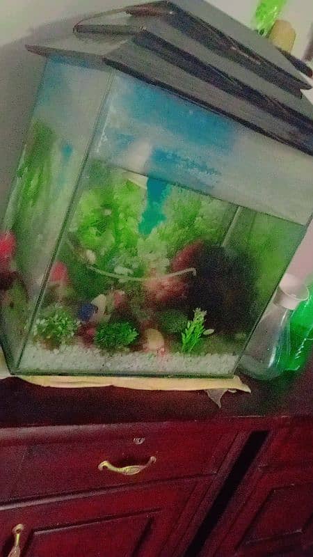 aquarium for sale pump buble machine filter stone with fish 0