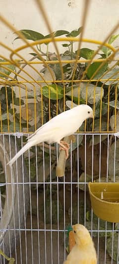 singing canaries males for sale