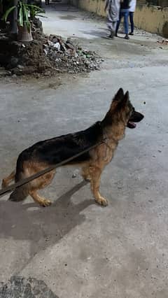 German Shepherd  Breeder Female