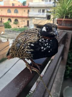 Male Teetar (Black Francolin)