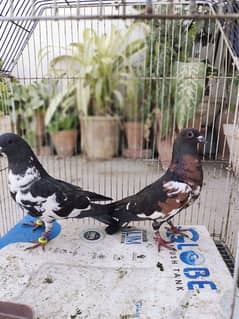 Peshori , Kasni  ,black Kabra Guliyar Pair pigeon Kabutar kabootar