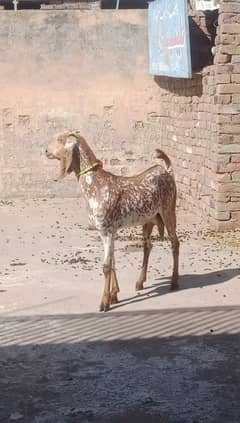 Makhichni goat for sale