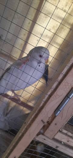 Australian Parrots, Budgies, Bujri Totay tor sale