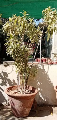 Indoor plant Dracaena reflexa song of India or song of Jamaica