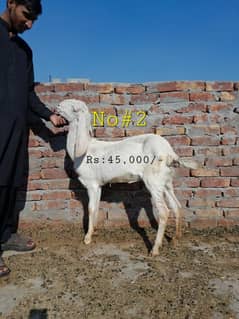 Desi Bakra, Bakri,Rajanpur,makhicheena