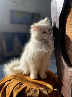 Persian White long hairs Cat breed,Blue eyes