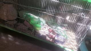 Birds and Cages for Sale