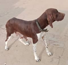 High quality pointer Dog