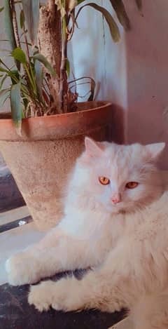 pure Persian double coated female cat