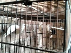 2 Albino Love bird Pair with Pinjra