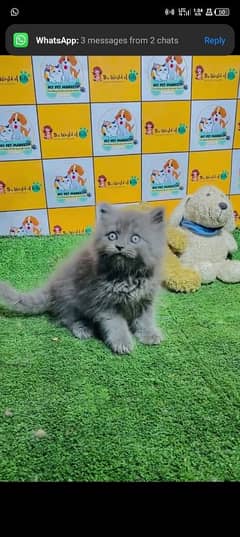 Persian cat for sale male or female my WhatsApp0323=00=97=122