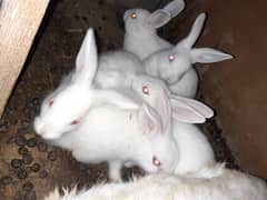 Red Eyes double coated Furr Rabbits baby and Breeding pairs for sale