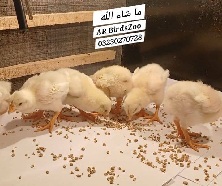 White Shamo Chick 16