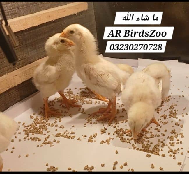 White Shamo Chick 17