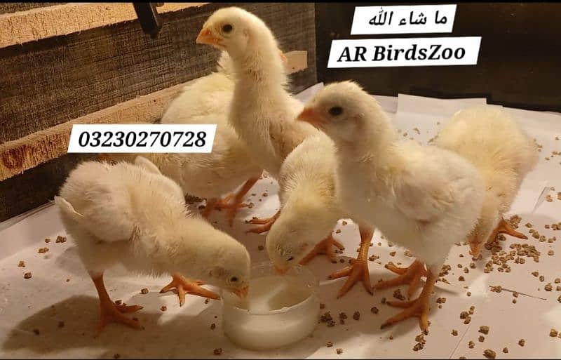 White Shamo Chick 18