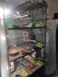 All setup for sale pairs with eggs 24 pice with cage urgent sale