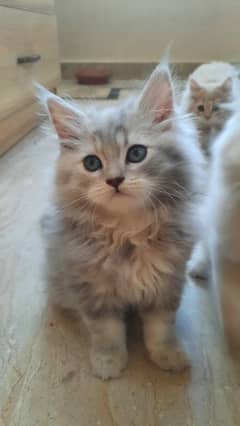 Munchkin x Persian kittens / [0332-7831220]