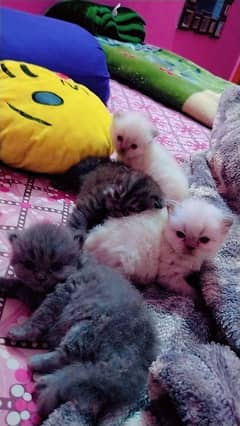 Persian kittens for sale