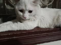 Persian cat white color