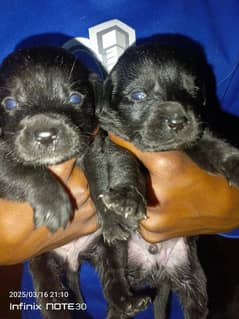 British Labrador puppies available for sale