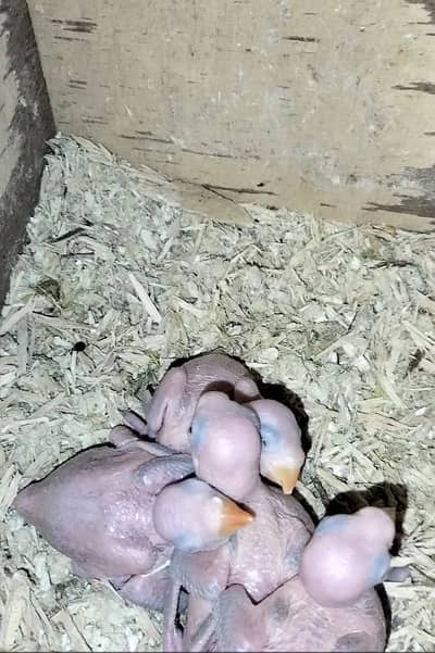 Parrot Chicks / Baby