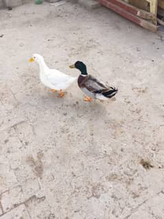 Egg laying pair for sale