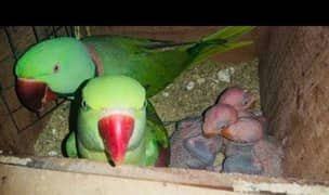 Talking Raw Parrot pair with chick