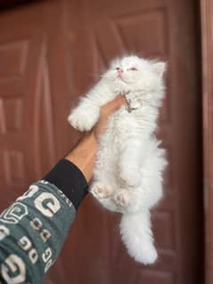 Persian cat My WhatsApp number 03290364327 for sale