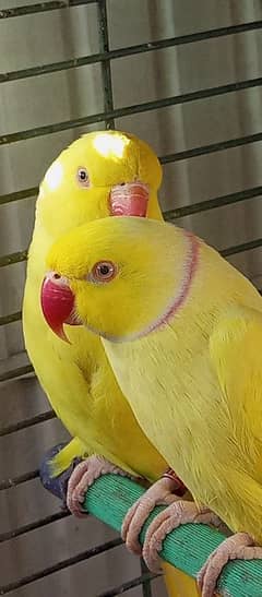 yellow ringneck breeding pairs