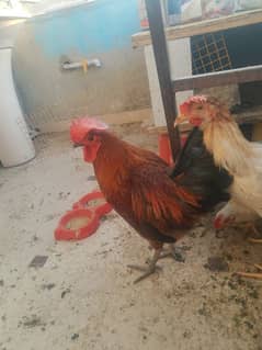 اسلام وعلیکم I'm selling my Desi Chicken