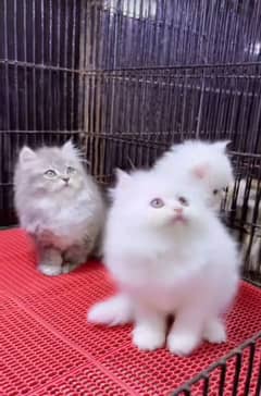 Persian triple coated punch face kittens03463649736 WhatsApp