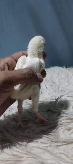 paper white heera chicks